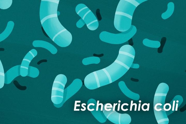 Escherichia coli