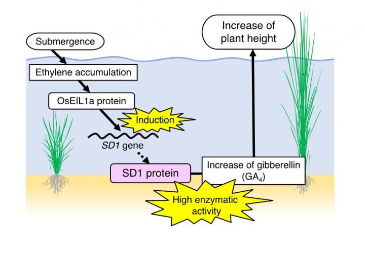 genetic-adaptation-allows-rice-to-survive-lon-eurekalert