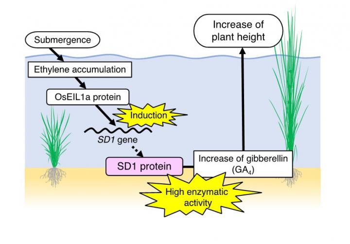 Genetic Adaptation Allows Rice to Survive Long-Term Flooding (9 of 12)