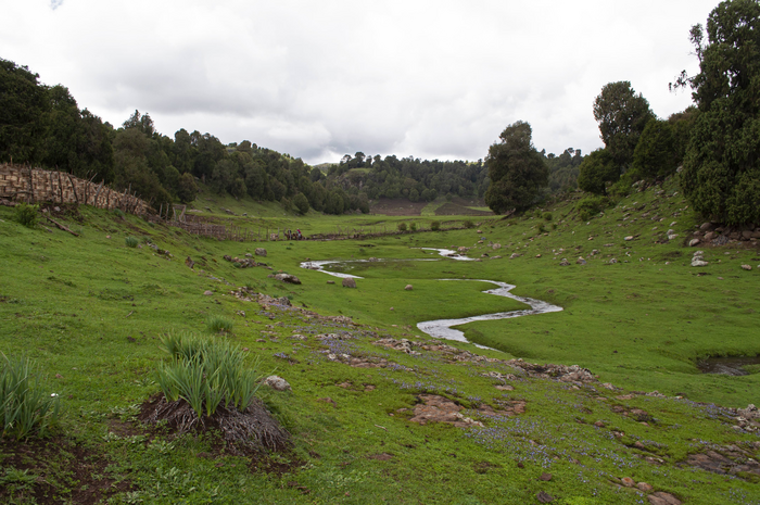 Habitat of Ptychadena robeensis