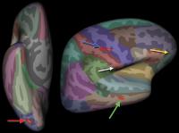 Atlas Brain Image 
