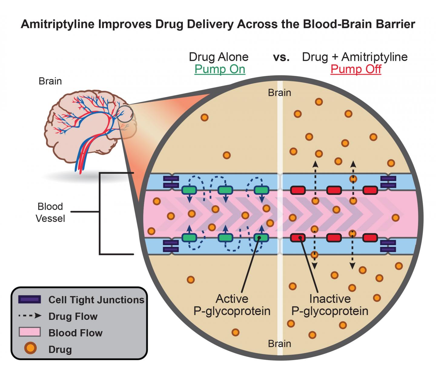 Amitriptyline Improves Drug Delivery across the Blood-Brain Barrier