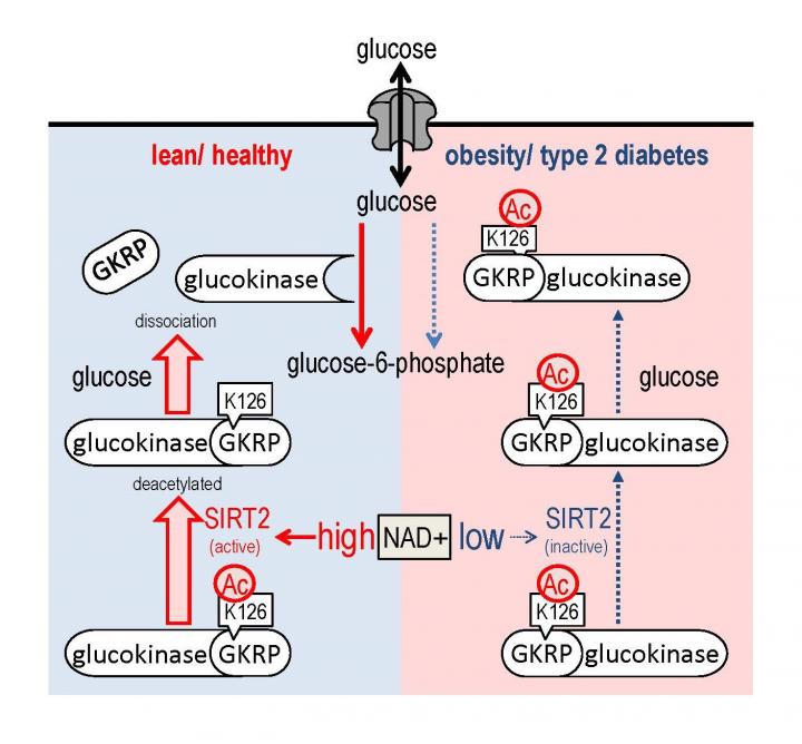 Figure Proposed mMdel for HGU Regulation