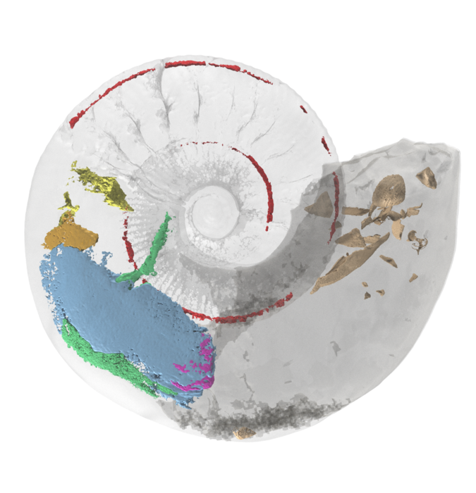 3D ammonite