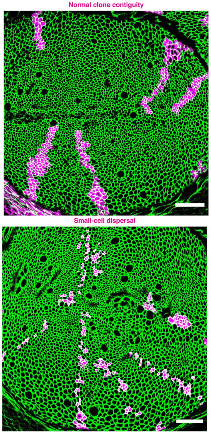 Normal Clone Contiguity Vs. Small-Cell Dispersal