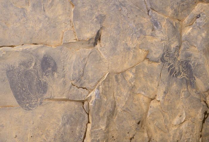 Detail of Burgessomedusa phasmiformis and Anomalocaris canadensis.