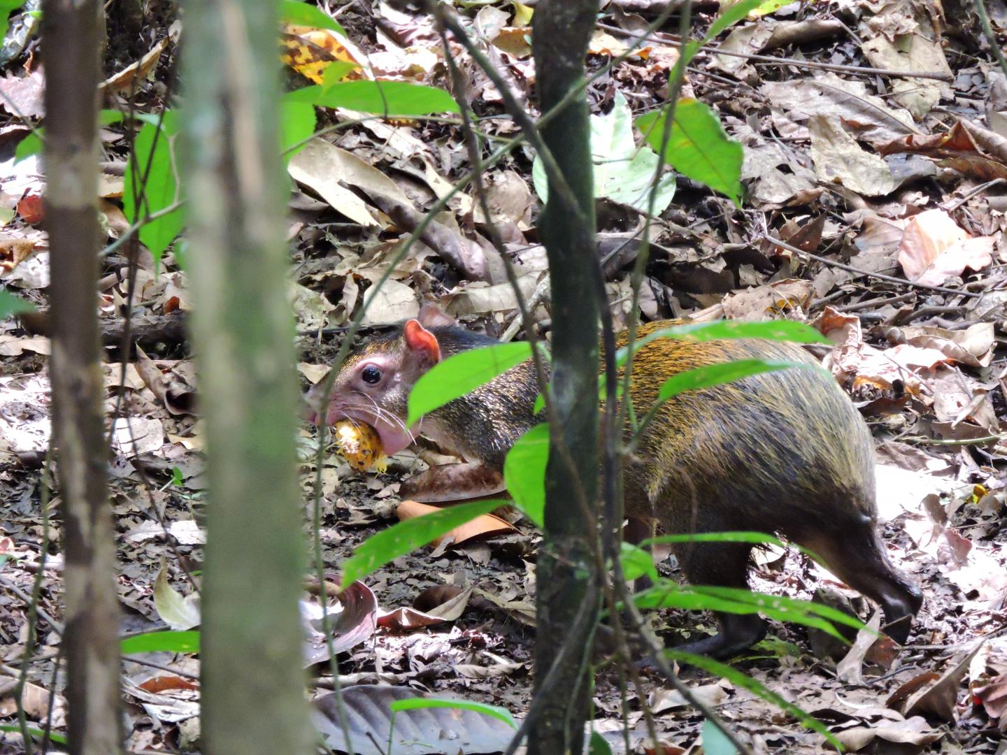 Central American Agouti (<em>Dasyprocta punctata</em>)