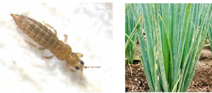 Thrips tabaci, the onion thrips, and its damaging effect on Welsh onions.