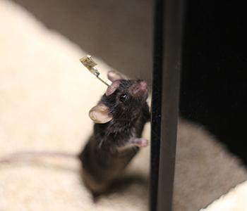 Mouse with Micro-LED Implant