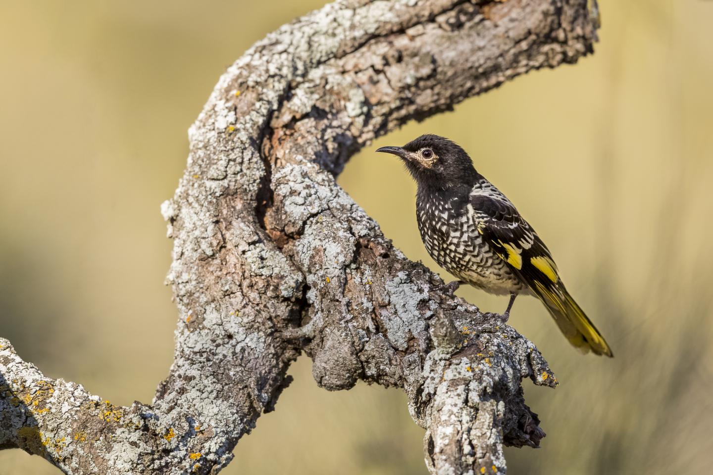 Regent honeyeater