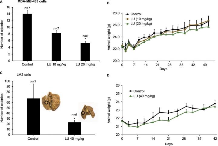 Luteolin Decreases Metastatic Lung Cells in Mice