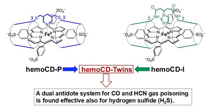 Structures of met-hemoCD-P and met-hemoCD-I