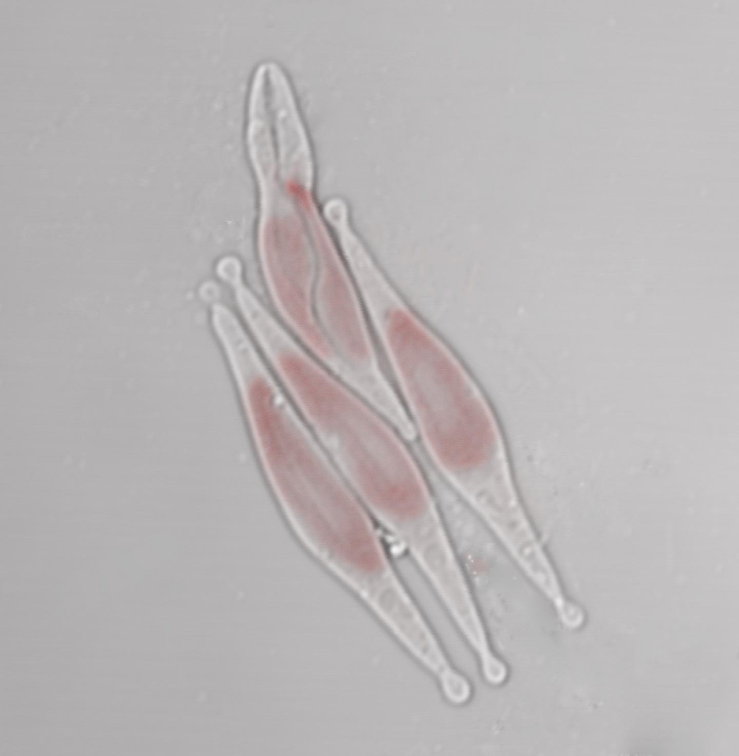 <i>Phaeodactylum tricornutum</i> Diatoms