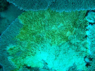 A Diseased Coral