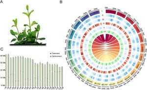 Overview of the genomic features of M. suaveolens.