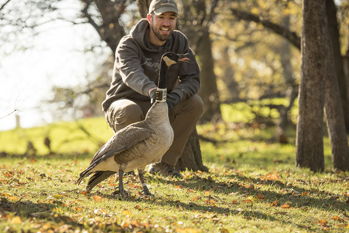 Ryan Askren with collared Canada goose