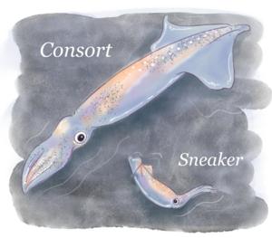 Consort and sneaker squid