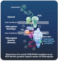 ATPase Complex 