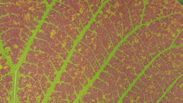 Leaf of a tropical tree species after exposure to ozone