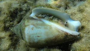 A tropical conch (Conomurex persicus) in shallow water off the Israeli Mediterranean coast