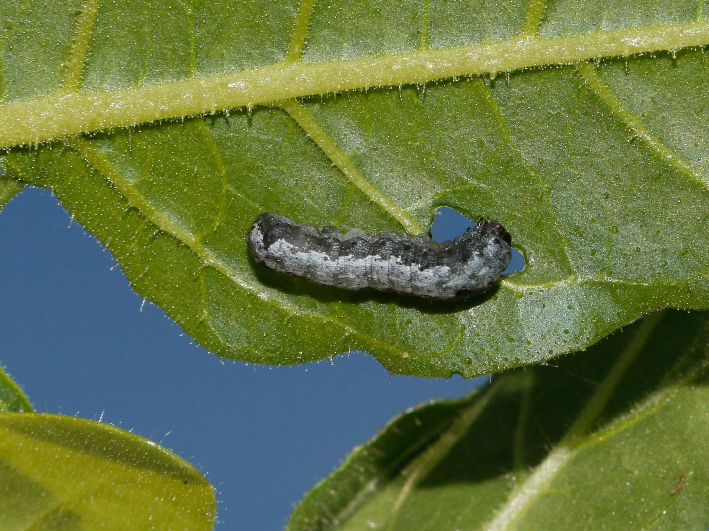 Spodoptera littoralis