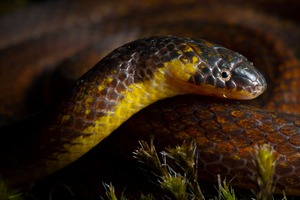 Three new snake species discovered in graveyards