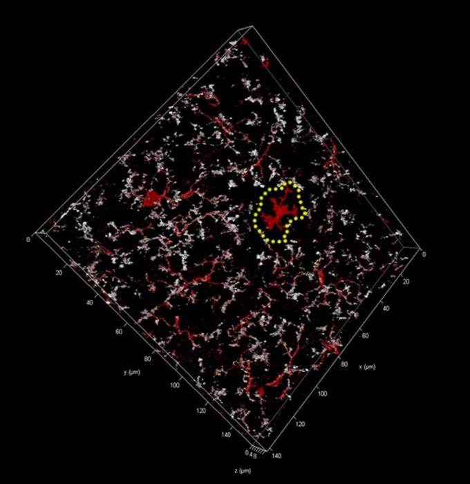 Microglia cells