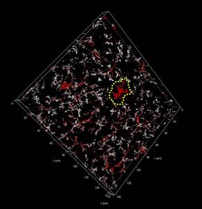 Microglia cells