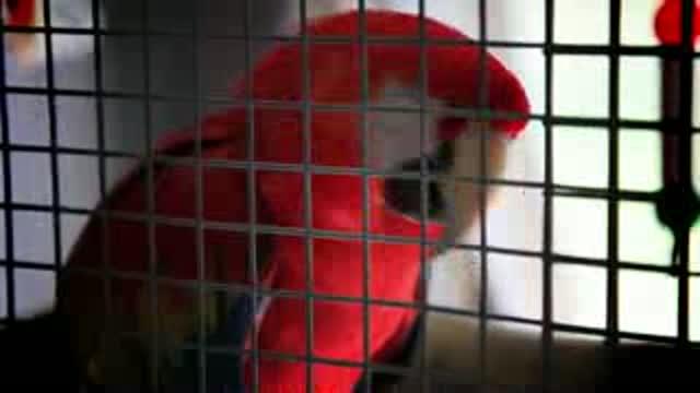 Texas A&M Bird Expert Explains Importance of Macaw Genome Sequencing