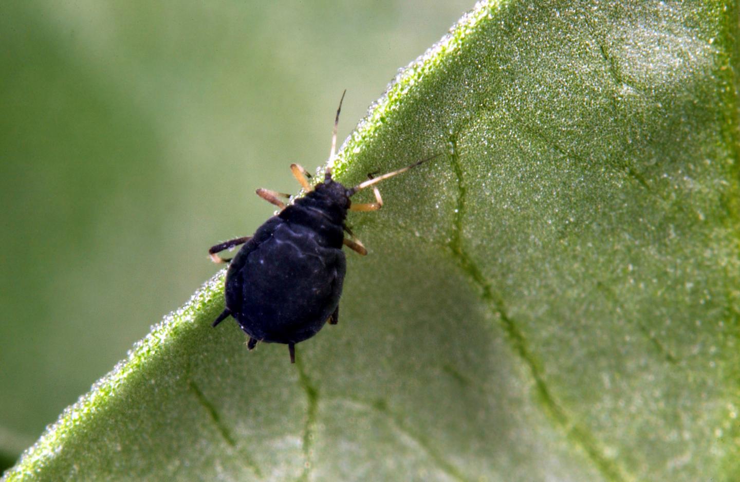 The Black Bean Aphid (<em>Aphis fabae</em>)