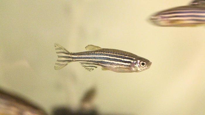 Zebrafish