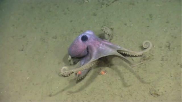 Octopus in Phoenix Canyon