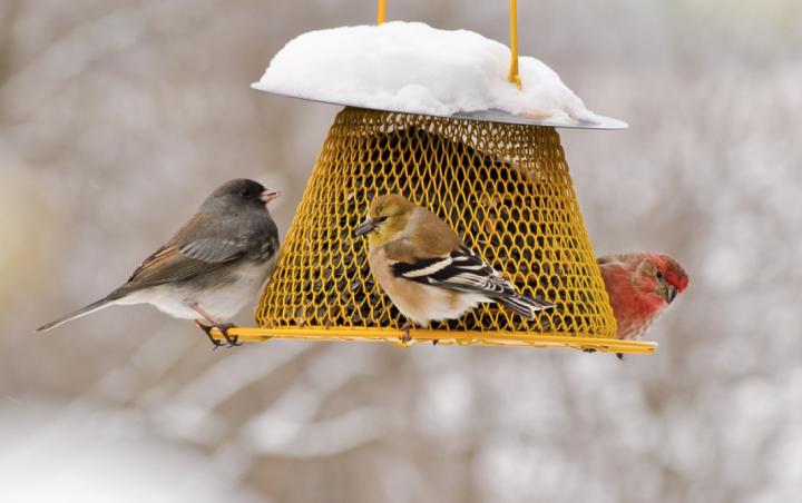 Backyard Bird Feeder