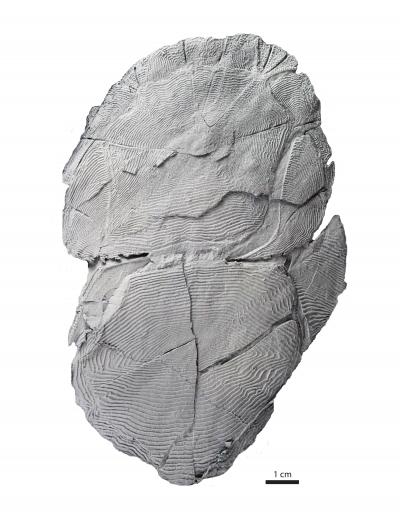 Dermal Armor of a Fossil Fish with Fingerprint-Like Ridges