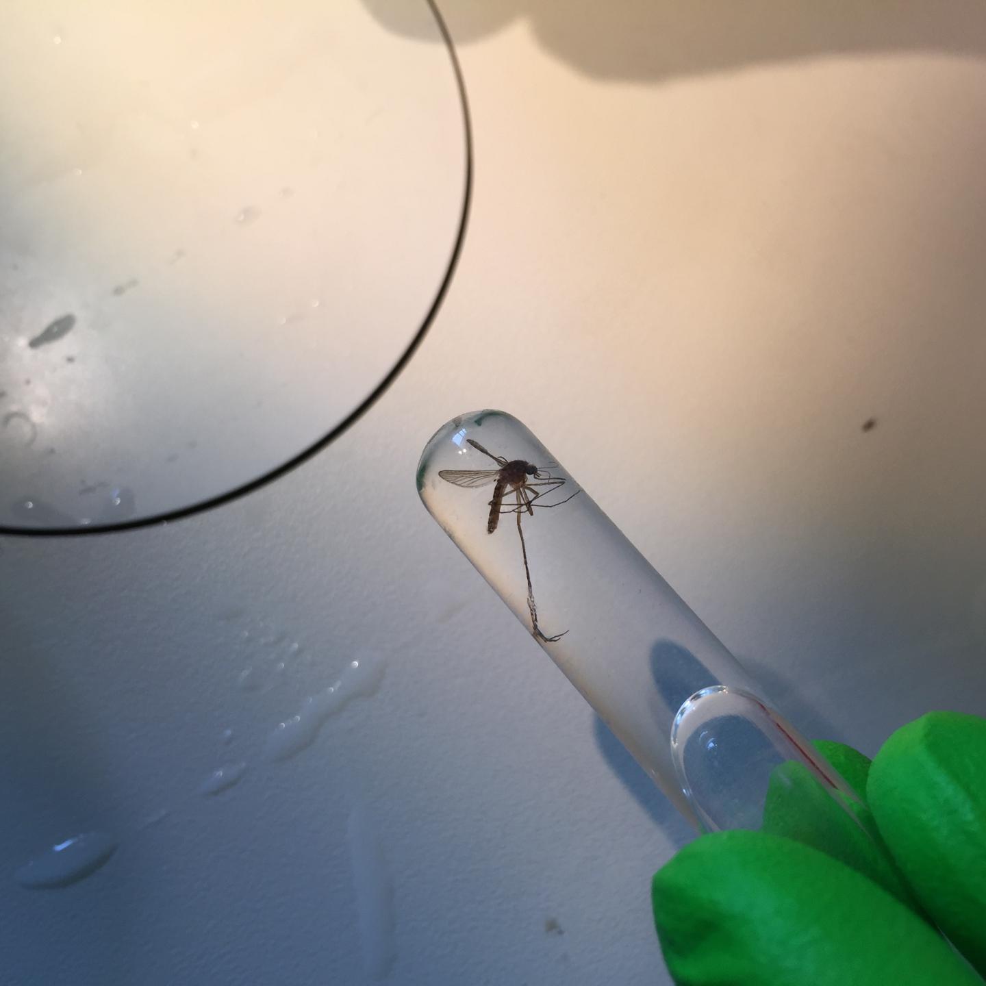 Mosquito (<i>Culex pipiens</i>) Sample