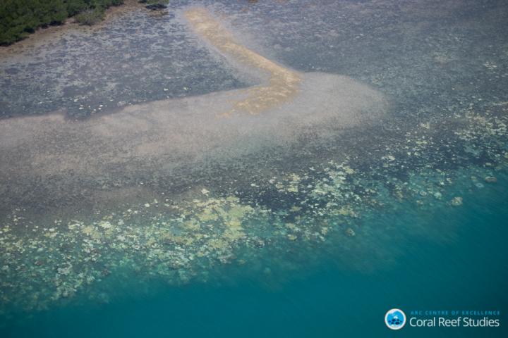 Wipespread Coral Bleaching