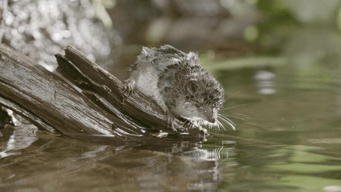 American water shrew (Sorex palustris).