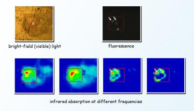 Different Modes of Imaging Cells