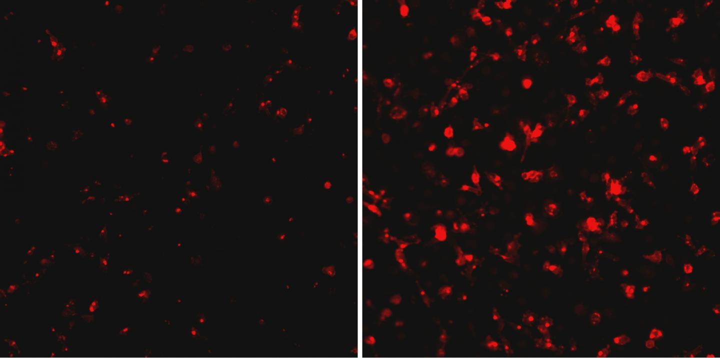 Ebola Host and Virus Protein Interaction