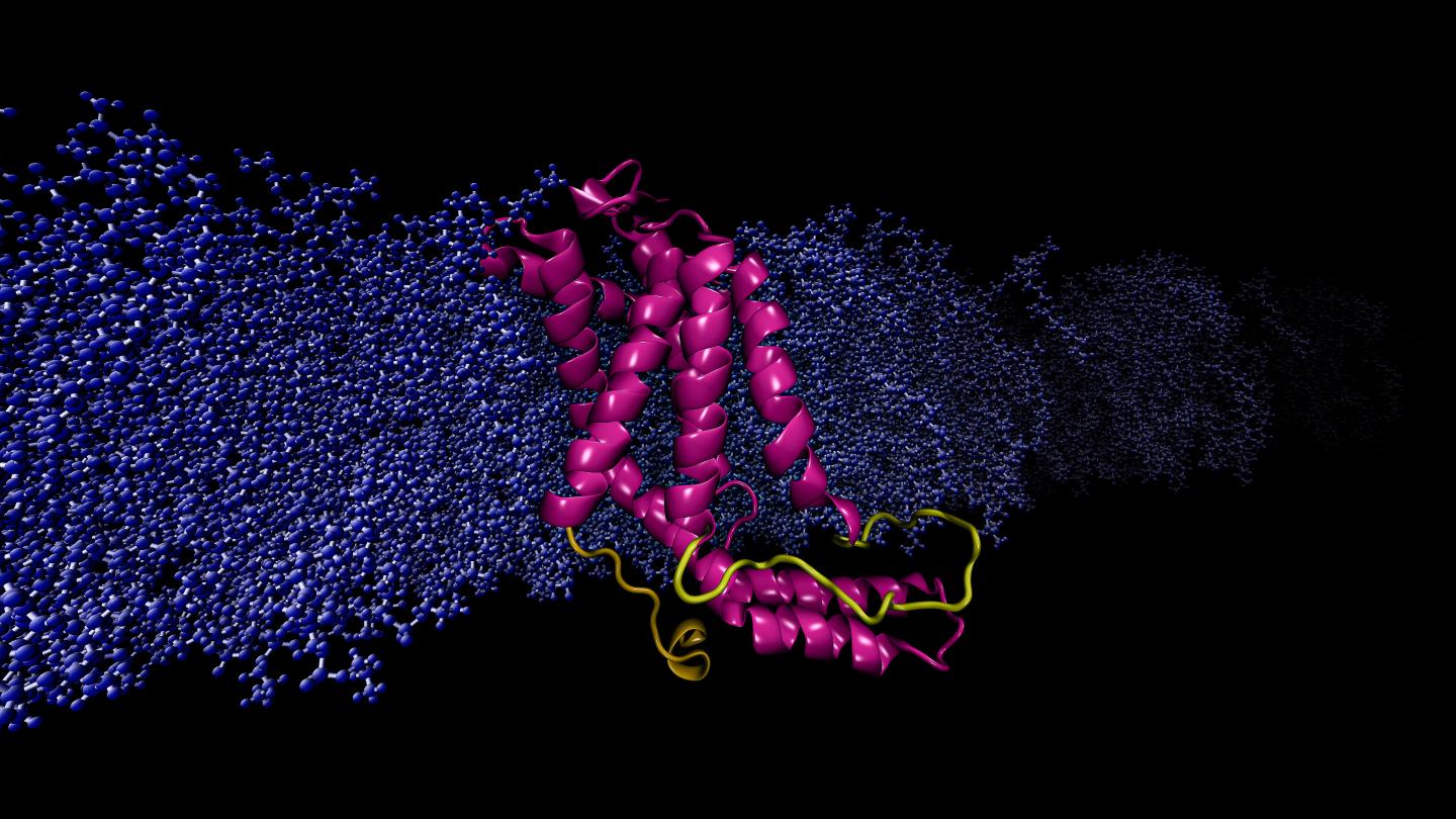 YidC2 Protein
