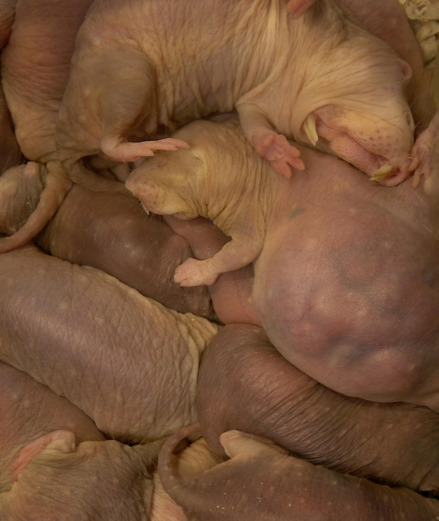Naked Mole-Rat Colony