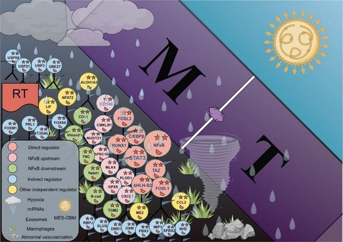 Schematic diagram of MT in GBM.