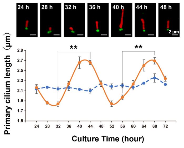 The length of primary cilia exhibits circadian rhythms.