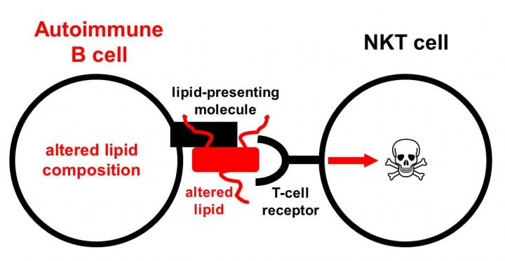 Autoimmune B Cells