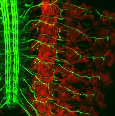 Motor Neurons in a Fly Embryo