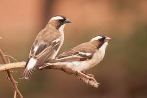 White-browed sparrow weavers