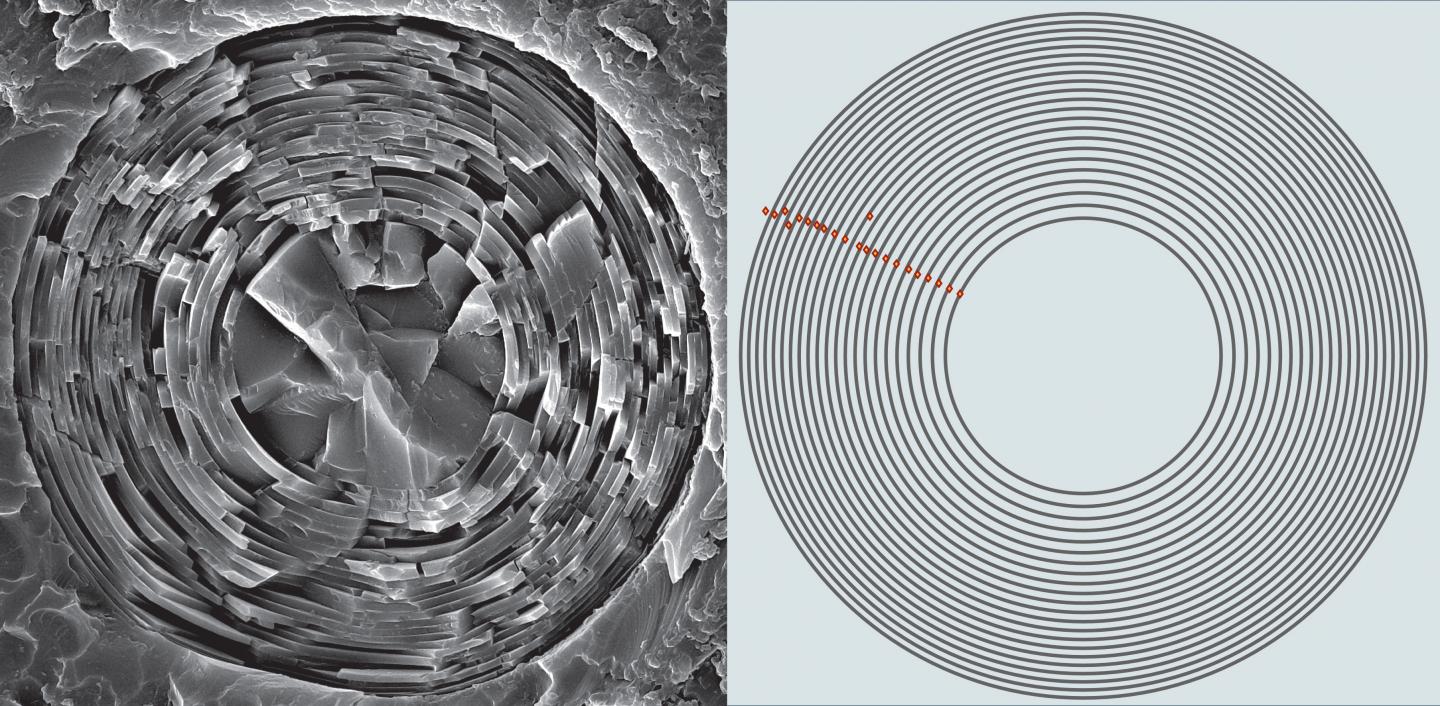 Fine-Tuned for Strength