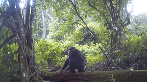 Wild chimpanzee defecating