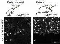 c-kit IRES-Cre Mice Allow for Molecular Layer Interneurons Targeting in Mature Mice