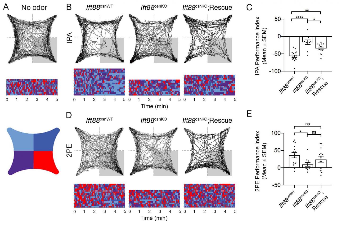 Gene Restores Smell